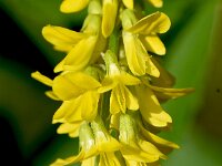 Melilotus altissimus 9, Goudgele honingklaver, Saxifraga-Sonja Bouwman