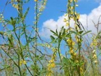 Melilotus officinalis 21, Citroengele honingklaver, Saxifraga-Ed Stikvoort