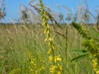 Melilotus officinalis 23, Citroengele honingklaver, Saxifraga-Ed Stikvoort
