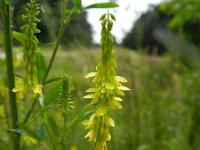Melilotus officinalis 9, Citroengele honingklaver, Saxifraga-Rutger Barendse