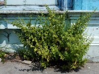 Melissa officinalis 4, Citroenmelisse, Saxifraga-Ed Stikvoort