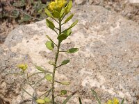 Meniocus linifolius 2, Saxifraga-Ed Stikvoort : Jerevan - Garni s9900