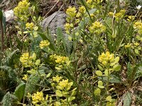 Meniocus linifolius 5, Saxifraga-Ed Stikvoort : Jerevan - Garni s9900