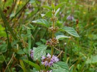 Mentha arvensis 10, Akkermunt, Saxifraga-Ed Stikvoort