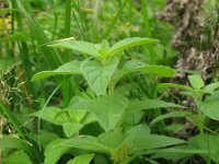 Mentha arvensis 11, Akkermunt, Saxifraga-Rutger Barendse