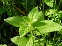Mentha arvensis 12, Akkermunt, Saxifraga-Rutger Barendse
