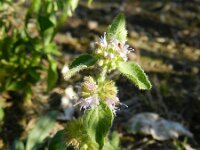 Mentha arvensis 15, Akkermunt, Saxifraga-Rutger Barendse