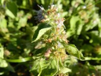 Mentha arvensis 16, Akkermunt, Saxifraga-Rutger Barendse