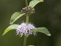 Mentha arvensis 18, Akkermunt, Saxifraga-Willem van Kruijsbergen