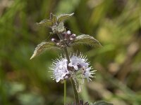 Mentha arvensis 19, Akkermunt, Saxifraga-Willem van Kruijsbergen