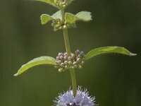 Mentha arvensis 20, Akkermunt, Saxifraga-Willem van Kruijsbergen