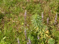 Mentha arvensis 4, Akkermunt, Saxifraga-Peter Meininger
