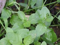 Mentha arvensis 5, Akkermunt, Saxifraga-Rutger Barendse