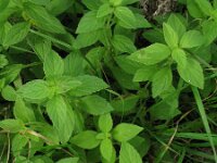 Mentha arvensis 6, Akkermunt, Saxifraga-Rutger Barendse