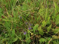 Mentha arvensis 7, Akkermunt, Saxifraga-Hans Boll