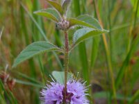 Mentha arvensis 9, Akkermunt, Saxifraga-Ed Stikvoort