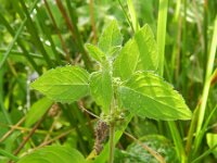 Mentha arvensis ssp austriaca 17, Saxifraga-Rutger Barendse