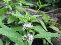 Mentha arvensis ssp parietariaefolia 3, Saxifraga-Jasenka Topic