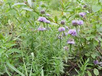 Mentha cervina 2, Saxifraga-Rutger Barendse