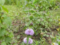 Mentha cervina 4, Saxifraga-Rutger Barendse