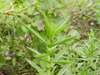 Mentha cervina 6, Saxifraga-Rutger Barendse