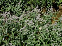 Mentha longifolia, Horse Mint