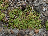 Mentha requienii 10, Dwergmunt, Saxifraga-Ed Stikvoort : Halsters Laag A900