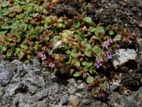 Mentha requienii 13, Dwergmunt, Saxifraga-Ed Stikvoort : Halsters Laag A900