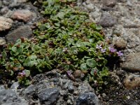 Mentha requienii 15, Dwergmunt, Saxifraga-Ed Stikvoort : Halsters Laag A900