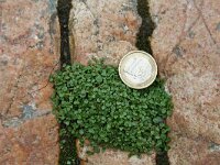 Mentha requienii 2, Saxifraga-Jeroen Willemsen