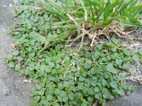 Mentha requienii 3, Saxifraga-Rutger Barendse