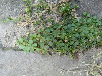 Mentha requienii 5, Saxifraga-Rutger Barendse