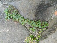 Mentha requienii 6, Saxifraga-Rutger Barendse