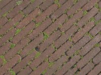 Mentha requienii 9, Dwergmunt, Saxifraga-Ed Stikvoort : Halsters Laag A900