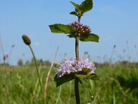 Mentha x verticillata (M. aquatica x arvensis) 20, Kransmunt, Saxifraga-Ed Stikvoort : Deventer s9900