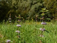 Mentha x verticillata (M. aquatica x arvensis) 21, Kransmunt, Saxifraga-Ed Stikvoort : Deventer s9900
