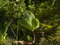 Menyanthes trifoliata 45, Waterdrieblad, Saxifraga-Jan van der Straaten