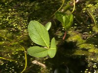 Menyanthes trifoliata 47, Waterdrieblad, Saxifraga-Jan van der Straaten