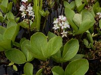 Menyanthes trifoliata 56, Waterdrieblad, Saxifraga-Ed Stikvoort