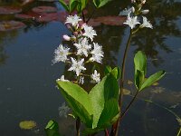 Menyanthes trifoliata 60, Waterdrieblad, Saxifraga-Ed Stikvoort