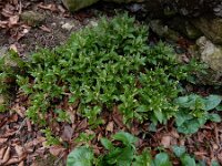 Mercurialis perennis 32, Bosbingelkruid, Saxifraga-Ed Stikvoort : Rosport - Echternach