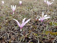 Merendera raddeana 2, Saxifraga-Hans Grotenhuis