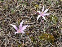 Merendera raddeana 3, Saxifraga-Hans Grotenhuis