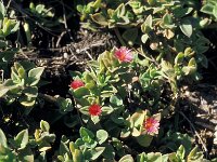 Mesembryanthemum crystallinum 10, Saxifraga-Jan van der Straaten