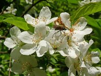 Mespilus germanica 11, Mispel, Saxifraga-Hans Grotenhuis