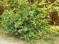 Mespilus germanica 12, Mispel, Saxifraga-Hans Grotenhuis