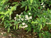 Mespilus germanica 13, Mispel, Saxifraga-Hans Grotenhuis