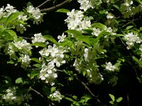 Mespilus germanica 14, Mispel, Saxifraga-Hans Grotenhuis