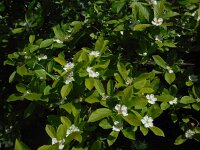 Mespilus germanica 15, Mispel, Saxifraga-Ed Stikvoort
