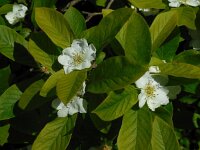 Mespilus germanica 16, Mispel, Saxifraga-Ed Stikvoort